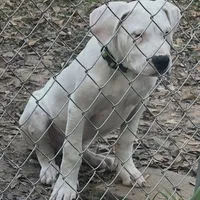 Green, a male Dogo Argentino for sale in Magnolia, TX – Photo 3 of 4
