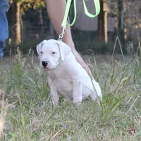 Green, a male Dogo Argentino for sale in Magnolia, TX – Photo 4 of 4