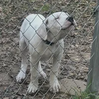 Green, a male Dogo Argentino for sale in Magnolia, TX – Photo 2 of 4