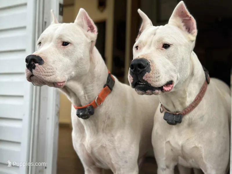 TBD – Dogo Argentino puppy for sale in Magnolia, TX