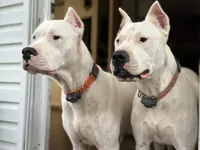 TBD, a  Dogo Argentino for sale in Magnolia, TX – 1 of 1