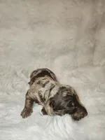 Ava, a female Dachshund for sale in Lobelville, TN – 3 of 3