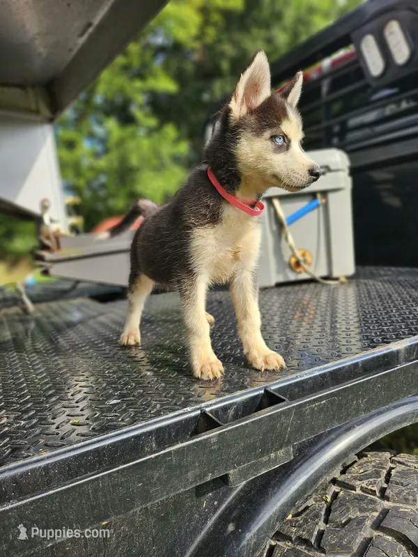 Bella – Siberian Husky puppy for sale in Lobelville, TN