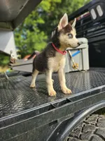 Bella, a female Siberian Husky for sale in Lobelville, TN – 1 of 1