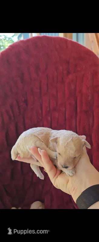 Buck – Poodle - Toy  puppy for sale in Lobelville, TN