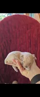 Buck, a male Poodle - Toy  for sale in Lobelville, TN – 1 of 1