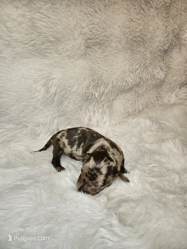 Owen – Dachshund puppy for sale in Lobelville, TN