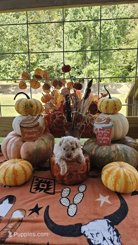 Smoky – Poodle - Toy  puppy for sale in Lobelville, TN