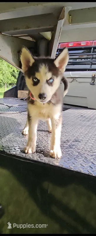 Luna – Siberian Husky puppy for sale in Lobelville, TN