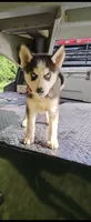 Luna, a female Siberian Husky for sale in Lobelville, TN – 1 of 1