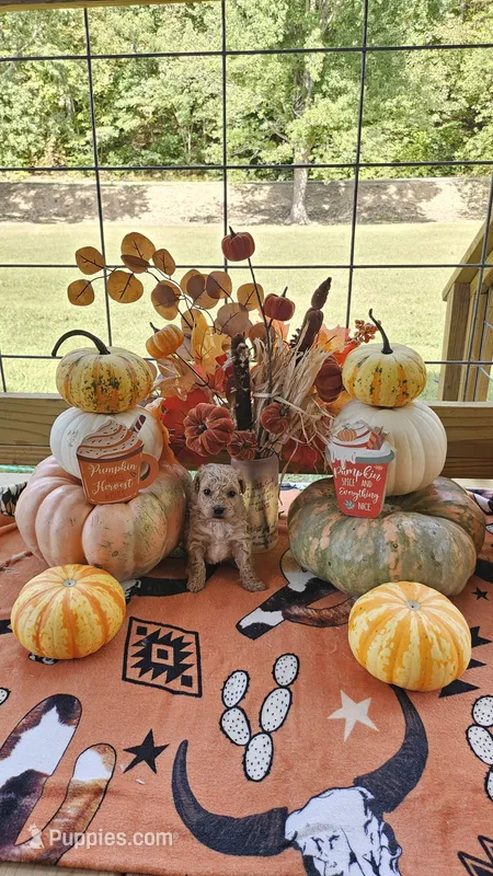 Teddy – Poodle - Toy  puppy for sale in Lobelville, TN