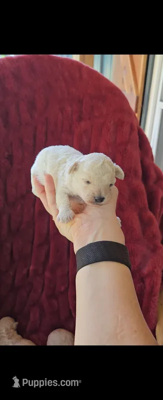 Teddy – Poodle - Toy  puppy for sale in Lobelville, TN