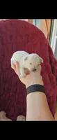 Smoky, a male Poodle - Toy  for sale in Lobelville, TN – 1 of 1