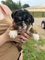 Gale, a male English Bulldog for sale in Canton, OH – 8 of 9