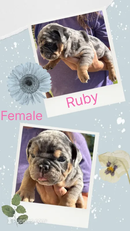 Ruby – English Bulldog puppy for sale in Canton, OH