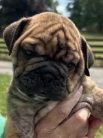 Thresh, a male English Bulldog for sale in Canton, OH – 1 of 3