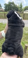 Gale, a male English Bulldog for sale in Canton, OH – 3 of 3