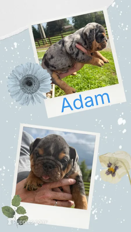 Adam – English Bulldog puppy for sale in Canton, OH