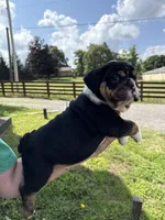 Gale, a male English Bulldog for sale in Canton, OH – 3 of 9