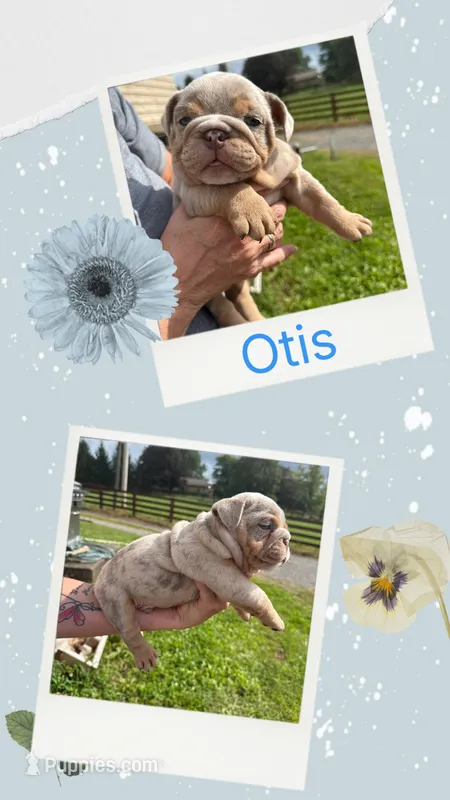 Otis – English Bulldog puppy on hold in Canton, OH