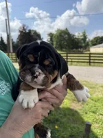Gale, a male English Bulldog for sale in Canton, OH – 6 of 9