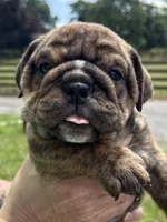 Peeta, a male English Bulldog for sale in Canton, OH – 2 of 3