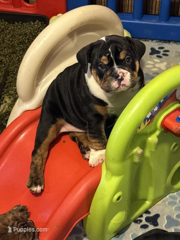 Gale – English Bulldog puppy for sale in Canton, OH