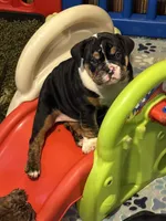 Gale, a male English Bulldog for sale in Canton, OH – 1 of 9
