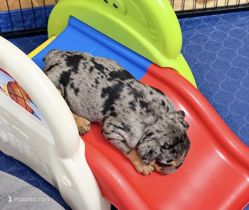 Adam  – English Bulldog puppy for sale in Canton, OH