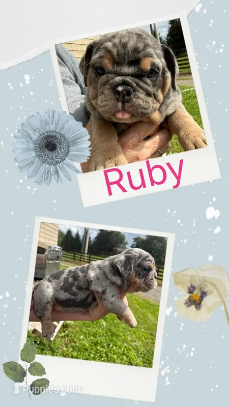 Ruby – English Bulldog puppy for sale in Canton, OH