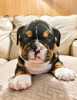 Gale, a male English Bulldog for sale in Canton, OH – 2 of 9