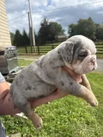 Maeve, a female English Bulldog for sale in Canton, OH – 2 of 4