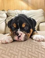 Gale, a male English Bulldog for sale in Canton, OH – 4 of 9
