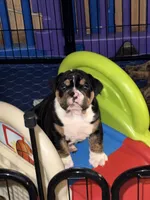 Gale, a male English Bulldog for sale in Canton, OH – 7 of 9