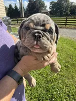 Ruby, a female English Bulldog for sale in Canton, OH – 4 of 6
