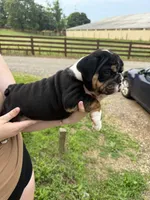 Gale, a male English Bulldog for sale in Canton, OH – 5 of 9