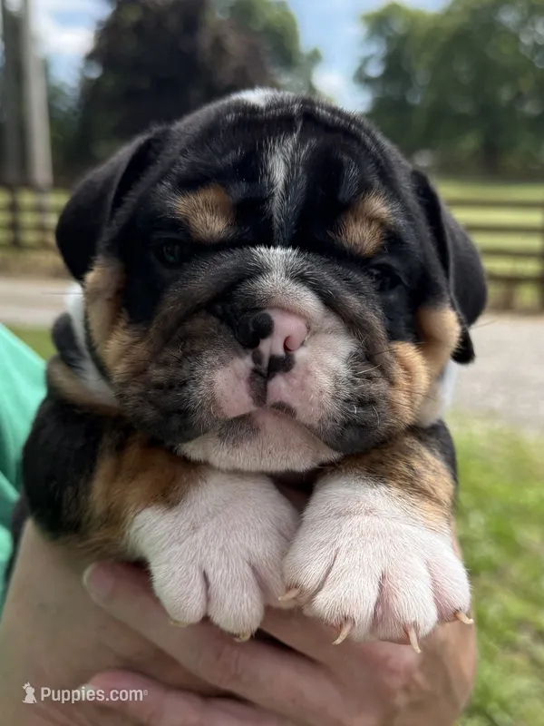 Gale – English Bulldog puppy for sale in Canton, OH