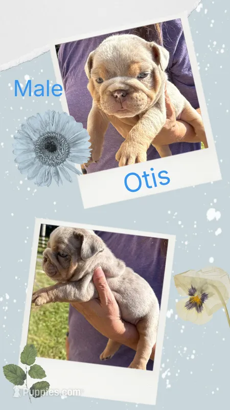 Otis – English Bulldog puppy for sale in Canton, OH