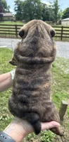 Peeta, a male English Bulldog for sale in Canton, OH – 3 of 3