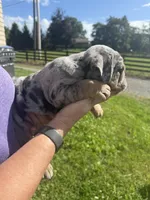 Ruby, a female English Bulldog for sale in Canton, OH – 6 of 6