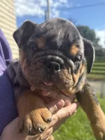 Adam , a male English Bulldog for sale in Canton, OH – 3 of 4