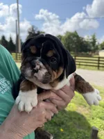 Gale, a male English Bulldog for sale in Canton, OH – 9 of 9
