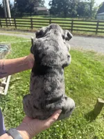 Adam, a male English Bulldog for sale in Canton, OH – 2 of 3
