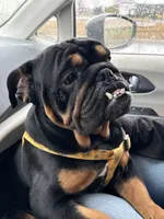 Otis, a male English Bulldog for sale in Canton, OH – 3 of 3