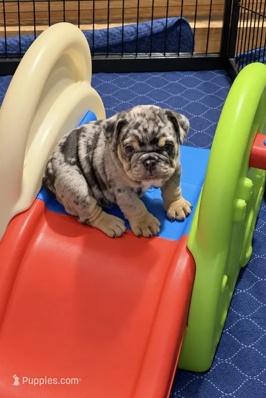 Ruby – English Bulldog puppy for sale in Canton, OH