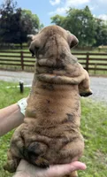 Thresh, a male English Bulldog for sale in Canton, OH – 3 of 3