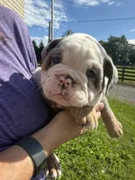 Maeve, a female English Bulldog for sale in Canton, OH – 3 of 4