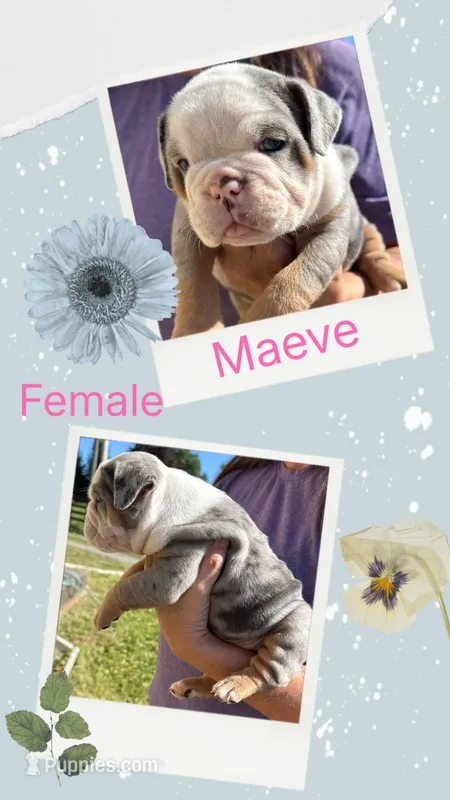 Maeve – English Bulldog puppy for sale in Canton, OH