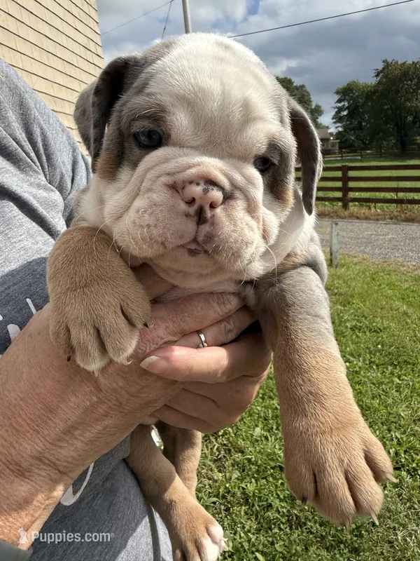 Maeve – English Bulldog puppy for sale in Canton, OH
