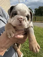 Maeve, a female English Bulldog for sale in Canton, OH – 1 of 4
